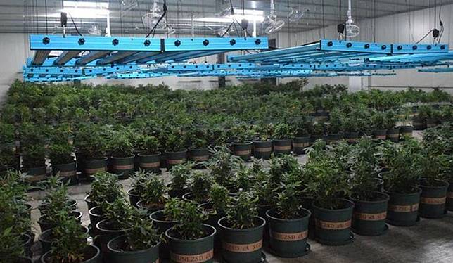 新竹檢警去年五月在竹縣新埔鎮查獲台灣治安史上最大的千坪大麻無塵室工廠，內部配備控溫控濕系統及專業生長燈具，專門用來提高大麻植株的生產效率。 （警方提供）