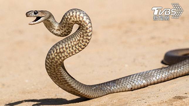 男子發現「世界第二毒蛇」襲友，出手相救反遭咬死。（示意圖／shutterstock 達志影像）