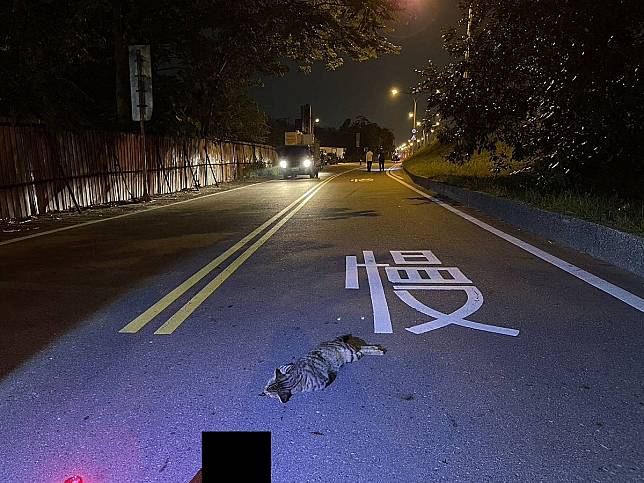 疑似撞上突然竄出道路的貓，人車倒地，造成機車騎士1死1傷。（圖：太平分局提供）