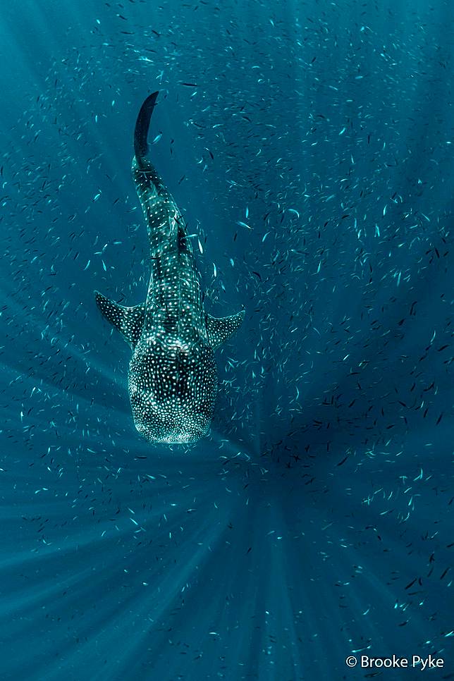 Shimmers in the Blue by Brooke	Pyke ／ AGNPOTY
