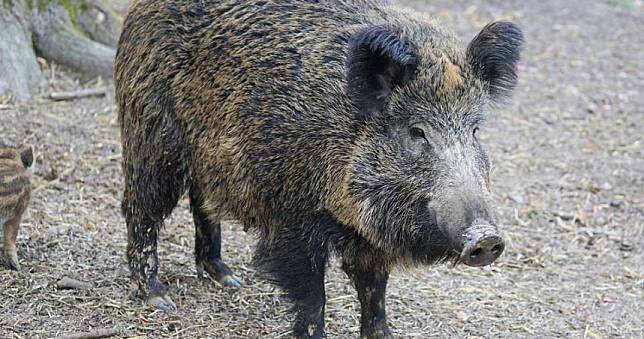 港邊釣魚衝出「游泳野豬」超凶狠！他大腿被狂咬　嚇傻徒手搏鬥