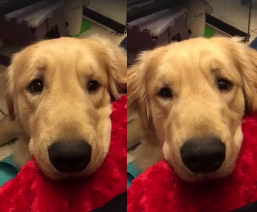 黃金獵犬不停挑眉對鏡頭瘋狂放電| NOWNEWS今日新聞| LINE TODAY