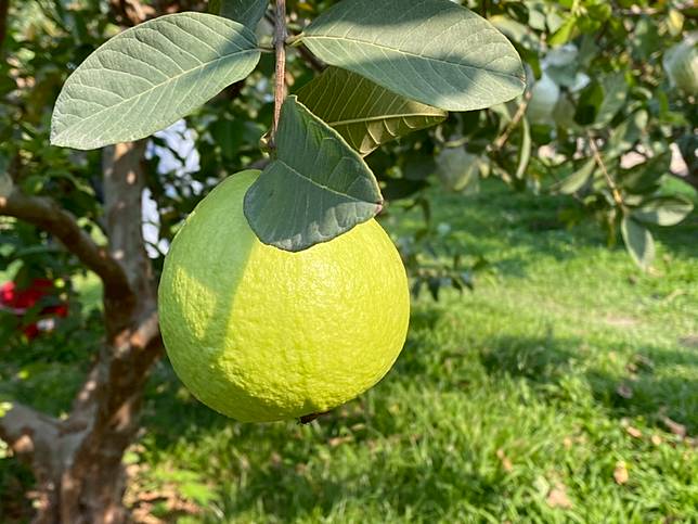 圖片提供／徐秀芳