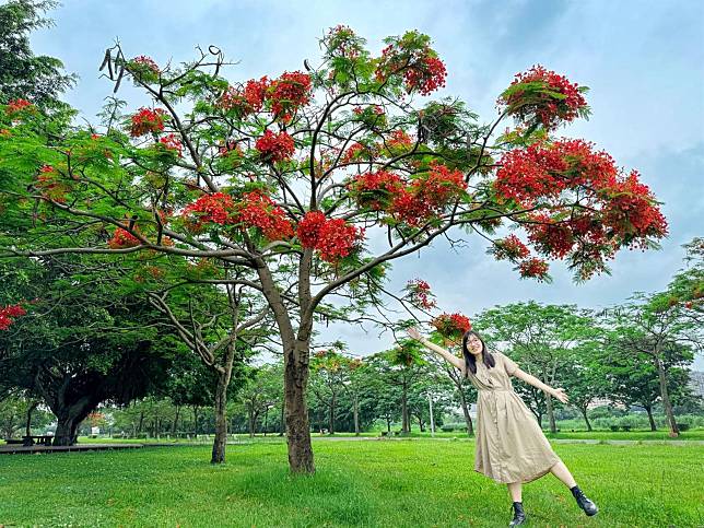 鳳凰木被譽為「世界色彩最鮮艷的喬木」。（取自新北市政府網站）