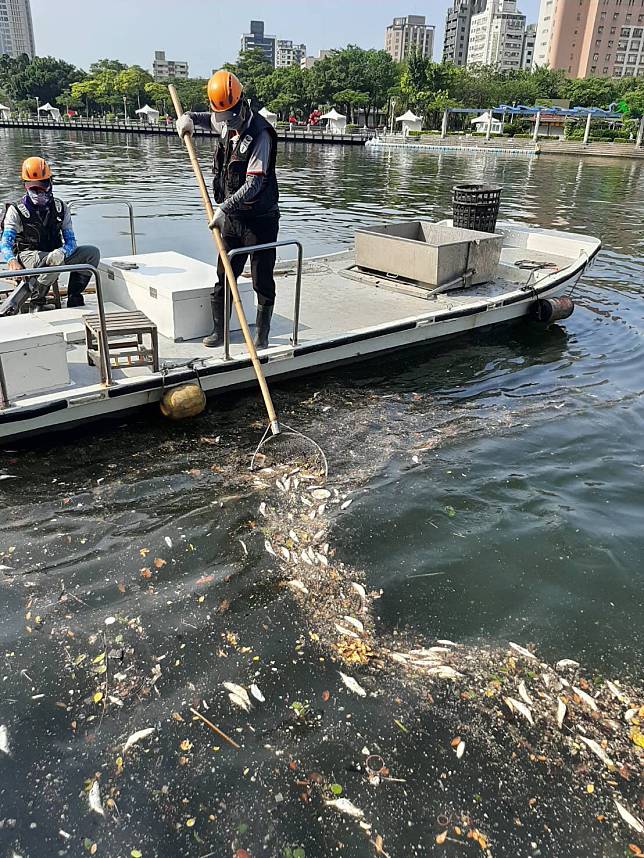▲愛河出現大量死魚，環保局一連兩天共打撈650公斤魚屍。（圖／高市環保局提供）S__55377970