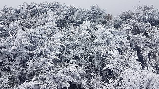  玉山在12月5日也曾經出現霧淞。   圖：中央氣象局提供 