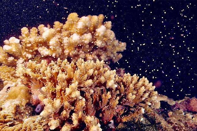 每年農曆3月23日「媽祖生」前後是珊瑚產卵的季節，墾丁等地沿岸會出現絕美紅潮，吸引遊客到此一遊。（取自墾丁國家公園臉書）