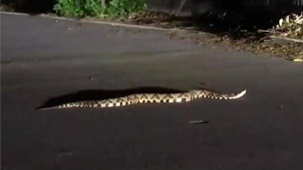 台東縣鹿野鄉龍田村10日晚間，民眾發現一隻百步蛇橫越馬路。（翻攝畫面）