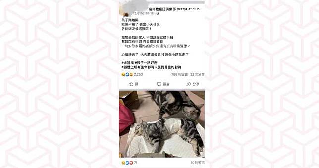 【異食貓1】2歲短毛貓吃手套死亡　飼主控：開刀救治變送命