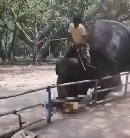 17歲少年陪同擔任馴象師的父親上班，疑似因為大象對少年不熟悉，將少年以象鼻捲起重摔後踩踏，少年送醫後傷重不治。(圖擷自X)