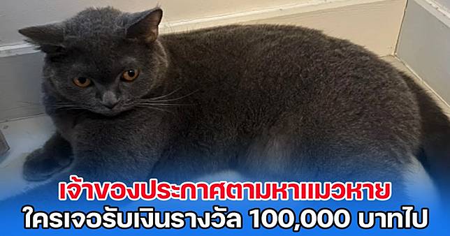 เจ้าของประกาศตามหาแมวหาย ใครเจอรับเงินรางวัล 100,000 บาทไปเลย