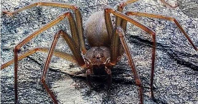 新型劇毒蜘蛛最愛躲家裡！被咬到皮膚恐爛40cm永久留疤