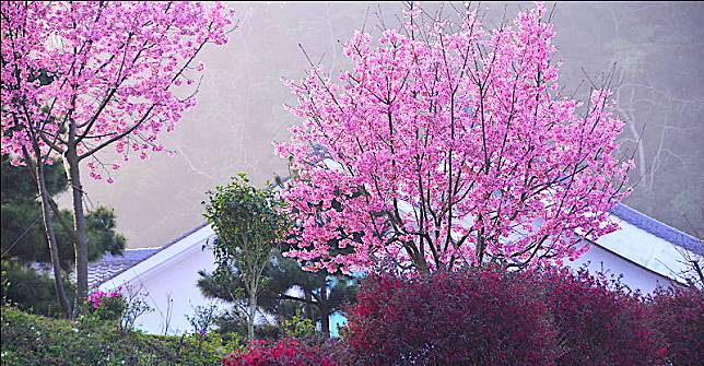 苗栗獅潭：蓮台山妙音淨苑（圖片來源/LINE熱點用戶提供） 