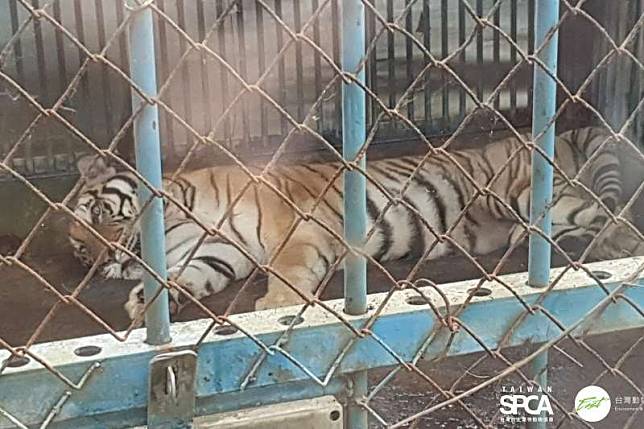 野生動物人為飼養受害多年未見改善，動保組織18日召開記者會，點名批評農委會林務局和動保處疏於督導。圖為台南蛇王教育農場的孟加拉虎病懨懨的趴在飼養籠內。（台灣防止虐待動物協會提供）