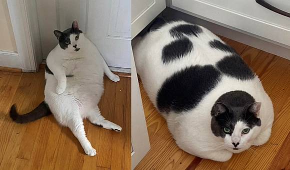 胖貓花一年甩油成功「貓生」首次跳上窗台主人嘆：奇蹟！ | 藝點 ...