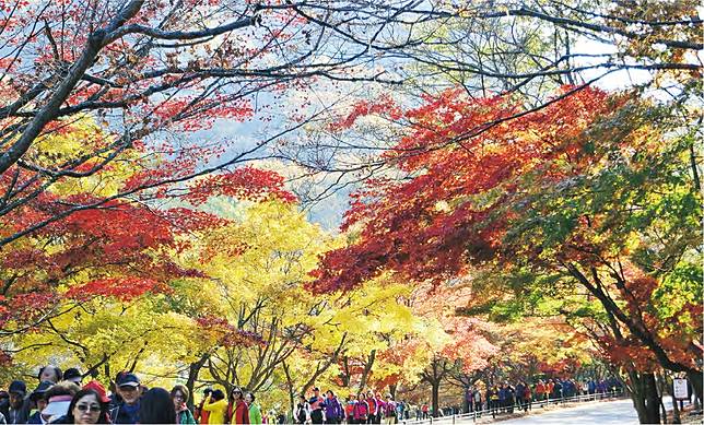 楓葉隧道–在內藏山國立公園步行必經的楓葉隧道，可欣賞逾13種不同品種的楓葉。（卓惠媛攝）
