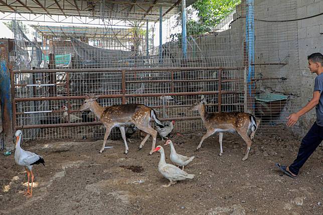 This photo taken on May 23, 2024 shows animals evacuated from the Rafah Zoo at a nursery facility in the southern Gaza Strip city of Khan Younis. (Photo by Rizek Abdeljawad/Xinhua)