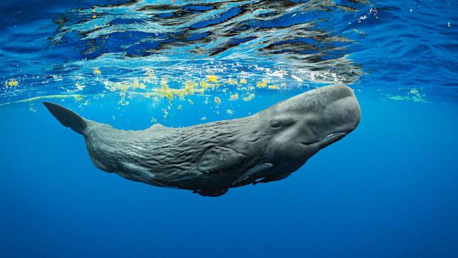 Brian Skerry/Courtesy of Vital Impacts