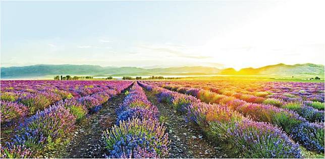 位於美國猶他州的Whispering Springs薰衣草園，是種植品牌王牌產品薰衣草精油天然成分的專屬農場之一。（品牌提供）