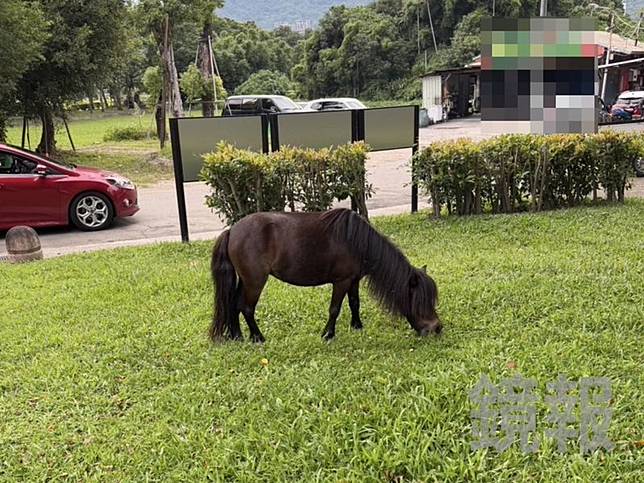 迷你馬跑出弄場跑到附近公園吃草，但其實牠並非首次出逃，早在這個月1日就已經跑出來過。翻攝畫面