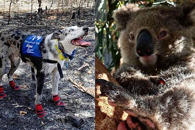 狗狗無畏闖澳洲森林大火災區，救下百隻無尾熊性命。（圖／Instagram帳號：bearthekoaladog）