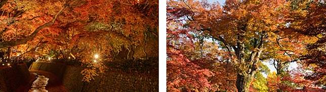 
<p>圖源：<a href=