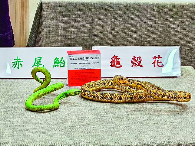 疾管署提醒如遭蛇吻可先查詢抗蛇毒血清儲備點，遵守「5要5不」原則，盡快就醫。圖為毒蛇模型與血清包裝。 （中央社）