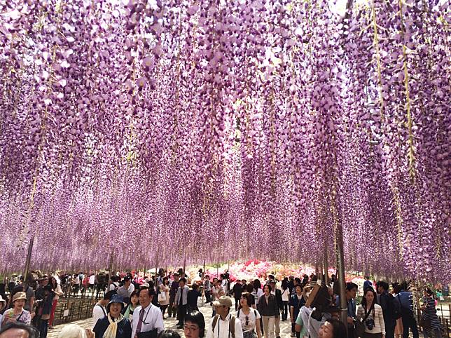 「足利花卉公園」擁有日本最大級的紫藤瀑布。（圖/鳳凰旅遊）