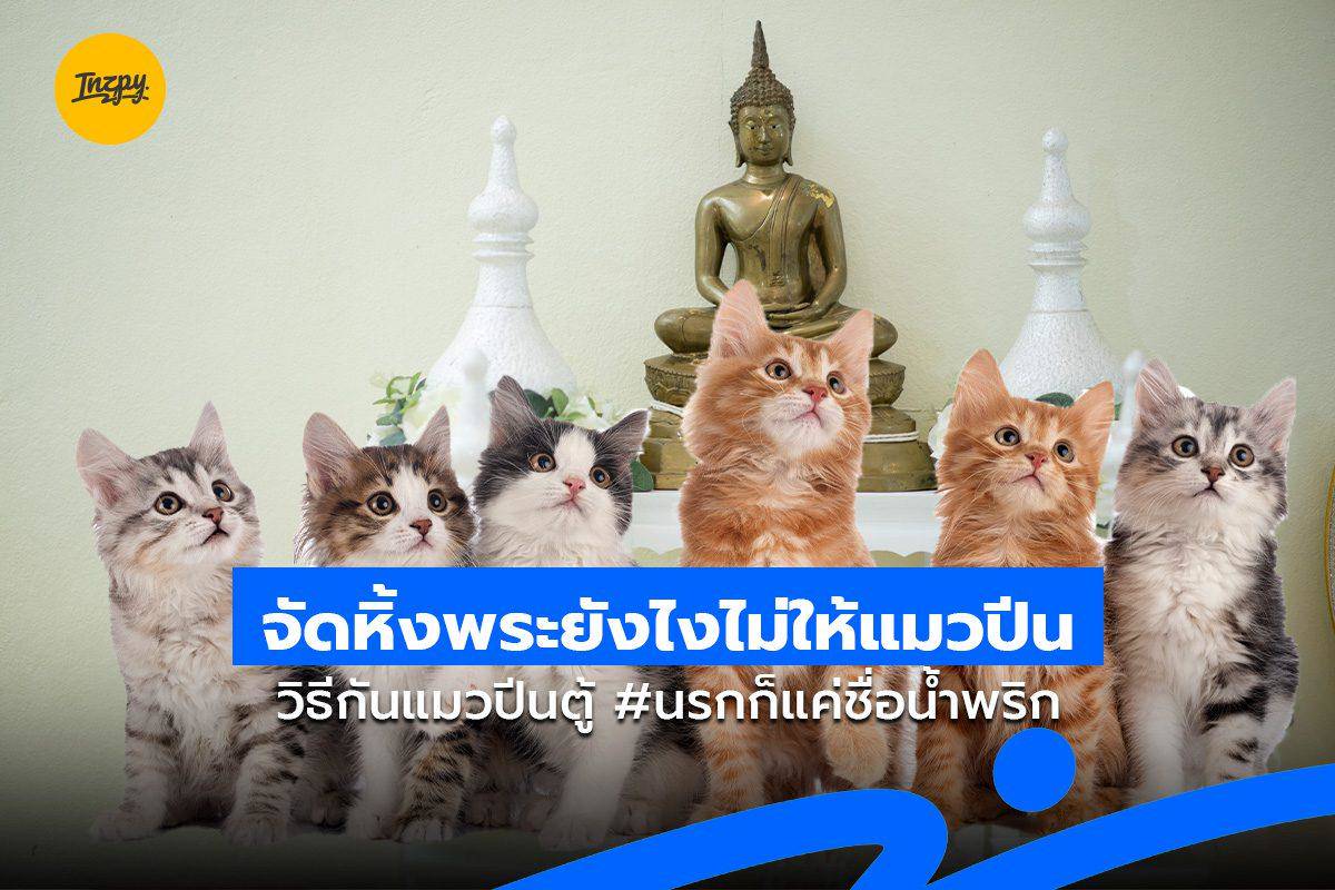แมวจามบ่อย น้องเสี่ยงเป็น “หวัดแมว” รึเปล่า?, image size:1200x800