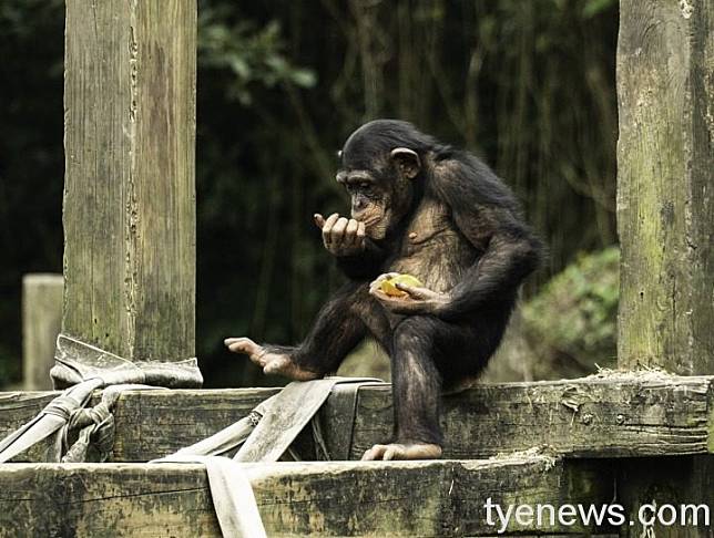 當季蔬果的美味讓黑猩猩忍不住舔手手。圖：台北動物園提供
