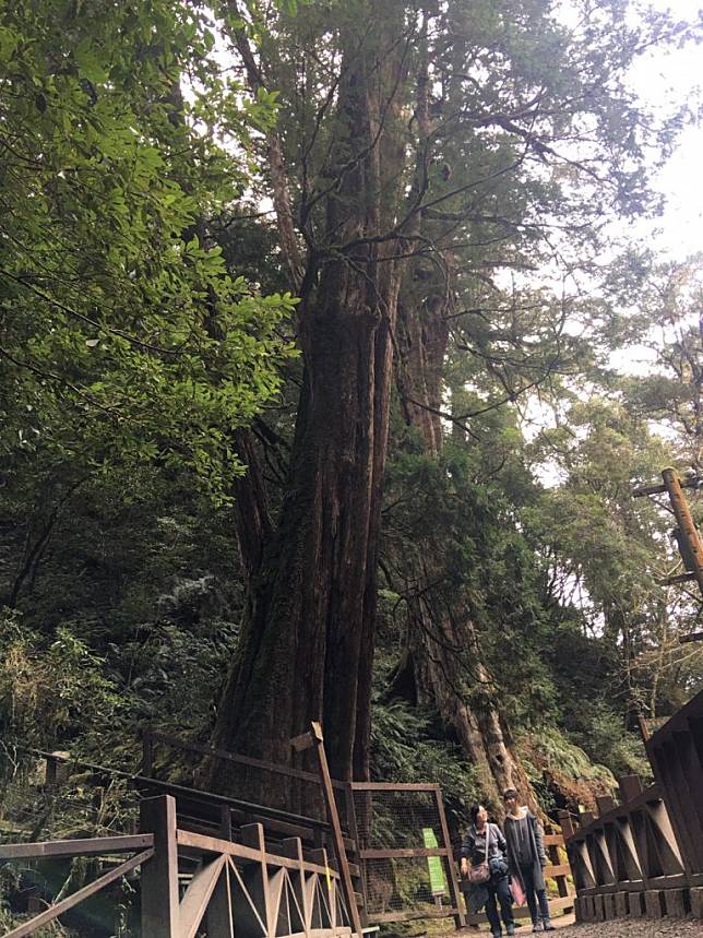 拉拉山森林巨木。（中華旅行社提供）