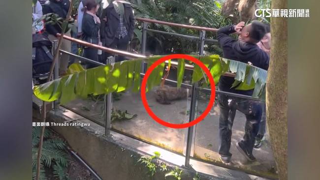 樹獺從天而降砸中遊客 動物園：雙方無大礙 | 華視影音 | LINE TODAY