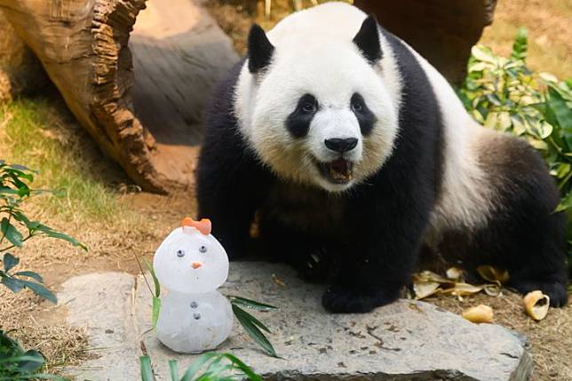 香港海洋公園節日氣氛高漲 大熊貓與眾動物大使一同歡度佳節