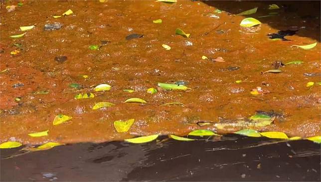 蘇澳冷泉公園漂浮大量油汙和落葉，真的好髒。圖／台視新聞 