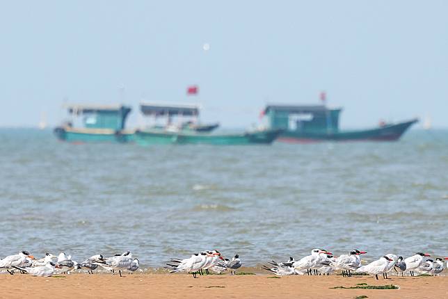 This photo taken on Jan. 18, 2025 shows migrant birds on a beach in Danzhou City, south China's Hainan Province. (Xinhua/Zhang Liyun)