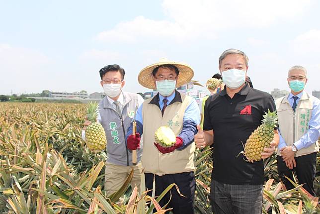 市長黃偉哲（左二）到山上區鳳梨果園體驗採收鳳梨的辛苦。（記者黃文記攝）