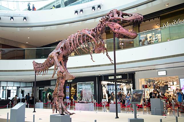 來自美國西北部Hardy County的「美洲暴龍TAD（The American Dragon）」，長12米、高4米、重2噸，於2010至2014年被發掘及組裝。