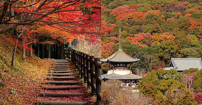 日本關西楓葉正紅！和歌山縣5大紅葉秘境推薦：世界唯二遺產「熊野古道」必朝聖、根來寺一次賞楓紅與國寶