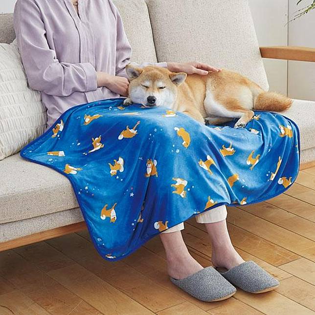 採用天空藍的色彩的「涼感枕頭套墊與涼感毯」，讓你以及毛小孩你、在炎炎夏日也能睡個舒爽好眠！(圖片來源/台隆手創館)