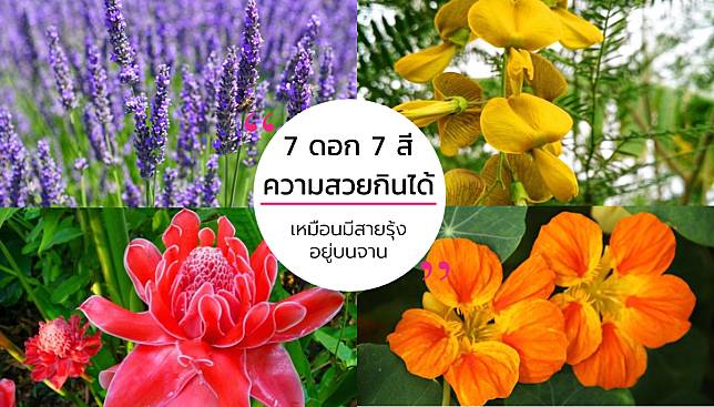 ดอกไม้กินได้ – 7 ดอก 7 สี จากธรรมชาติ เหมือนมีสายรุ้งอยู่บนจาน