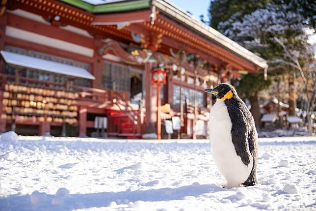 企鵝出沒岩手縣的遠野鄉八幡宮雪地上？歡迎來探究竟！