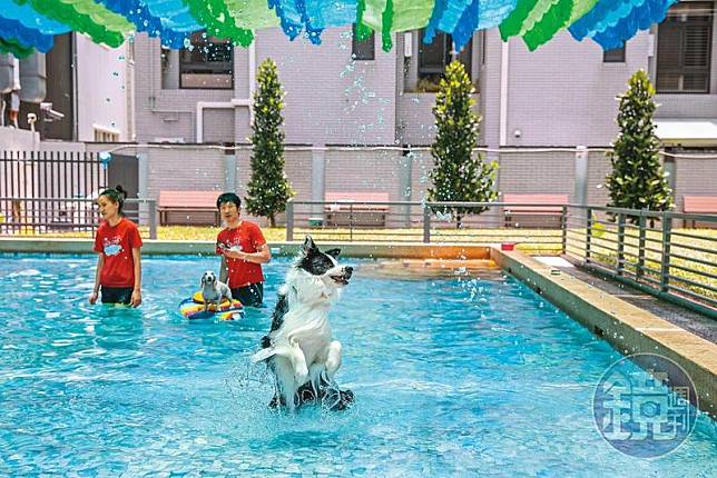 這家寵物餐廳的超大泳池，讓毛孩子可以盡情玩水。