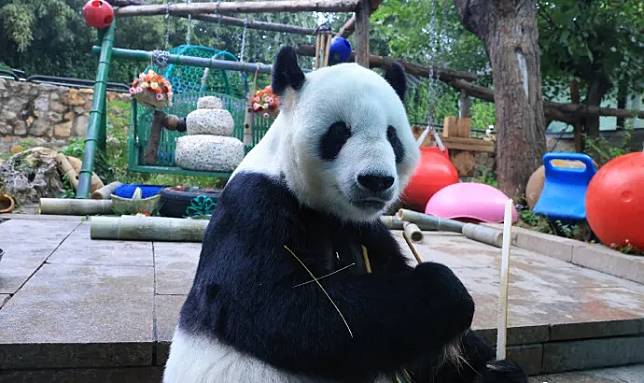 大熊貓「古古」身體衰老，動物園停發近況影片。(微博)