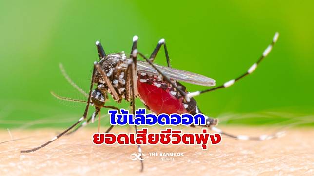 ‘ไข้เลือดออก’ ยอดเสียชีวิตพุ่ง 167% แนะ มาตรการ 3 เก็บ ป้องกัน 3 โรค ลดลูกน้ำยุงลาย