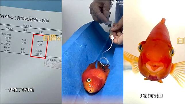 廣州女子花470元人民幣帶寵物魚就醫。（圖／翻攝白鹿視頻）