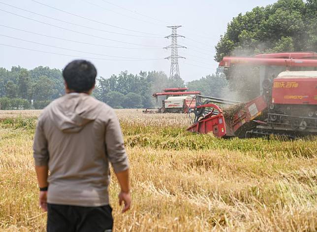 An agricultural worker watches as harvesters operate in a farmland in Guquan Village of Chongzhou City, southwest China's Sichuan Province, May 15, 2024. (Xinhua/Wang Xi)