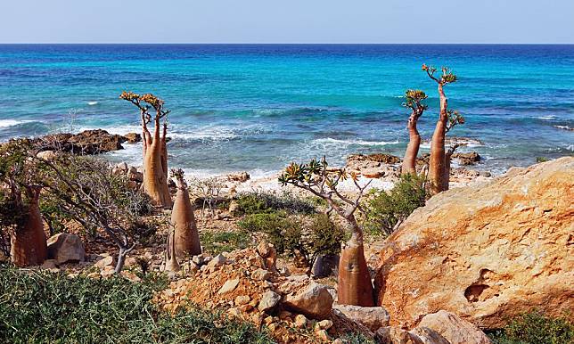【精彩封面故事】葉門‧ 索科特拉群島Socotra Islands｜地球上的外星海島