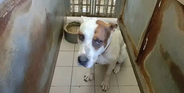 混種比特犬攻擊人與老狗　飼主見狀竟落跑！中市動保處要查