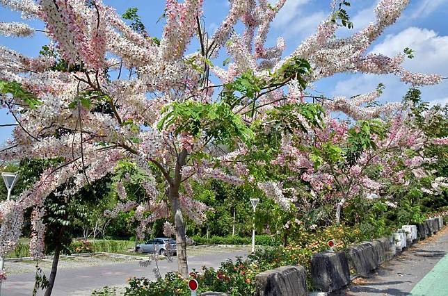 阿公店森林公園花旗木也正盛開。   圖：工務局養護工程處／提供