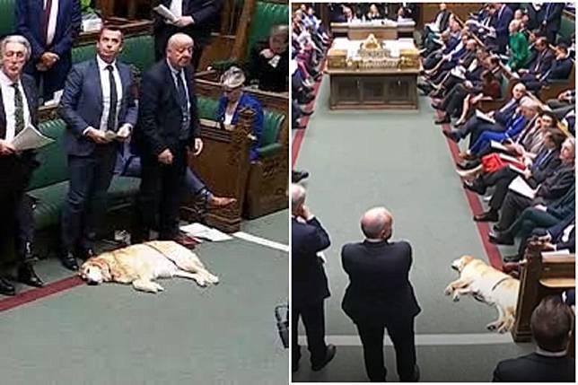 英國會開議，驚見黃金獵犬豪邁睡覺！牠「超越黨派」背景驚人。圖／翻自USA TODAY